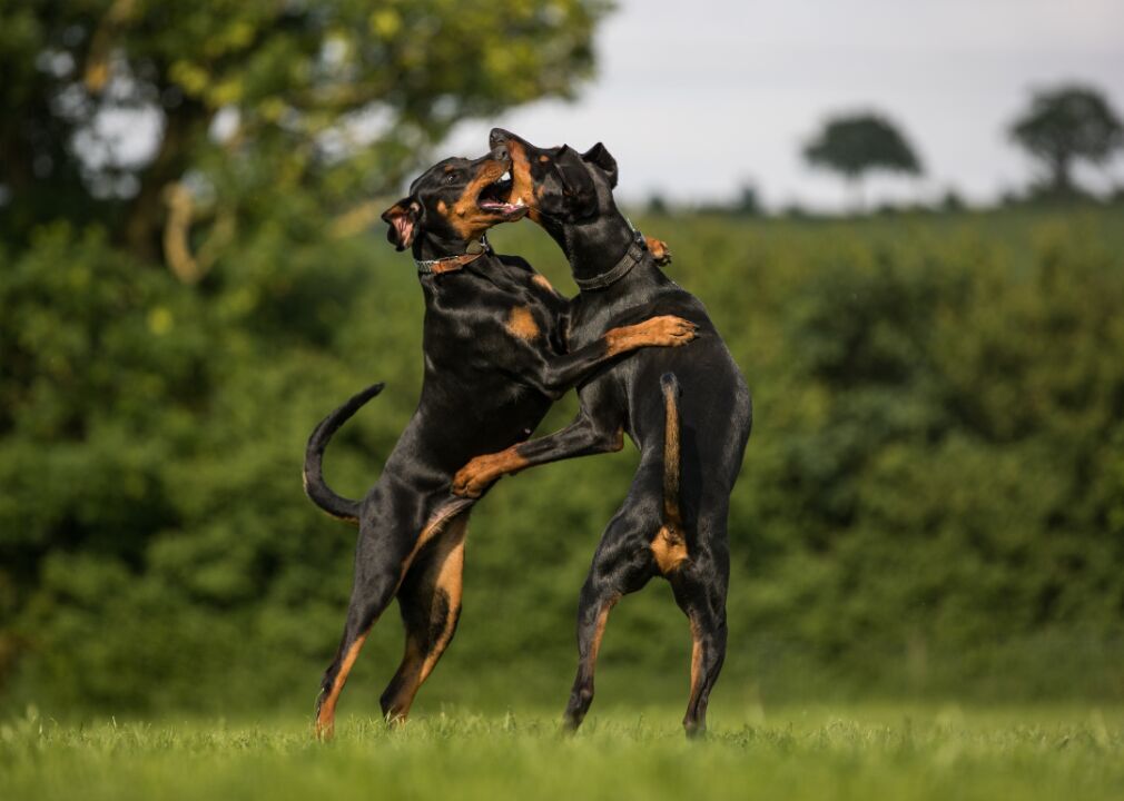 #10. Doberman pinschers